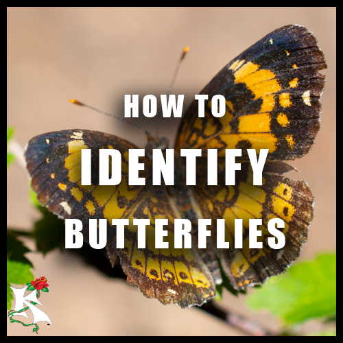 how to identify butterflies Koaw Nature.png