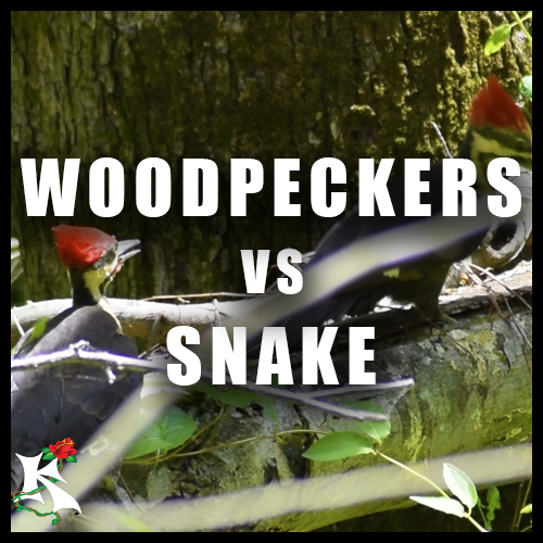 Woodpeckers vs snake Koaw Nature subcat.png