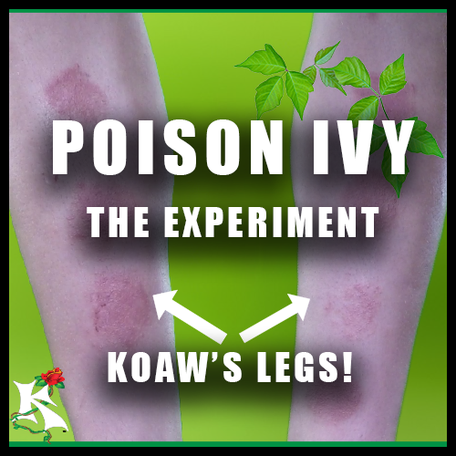Poison Ivy Experiment Koaw NAture.png