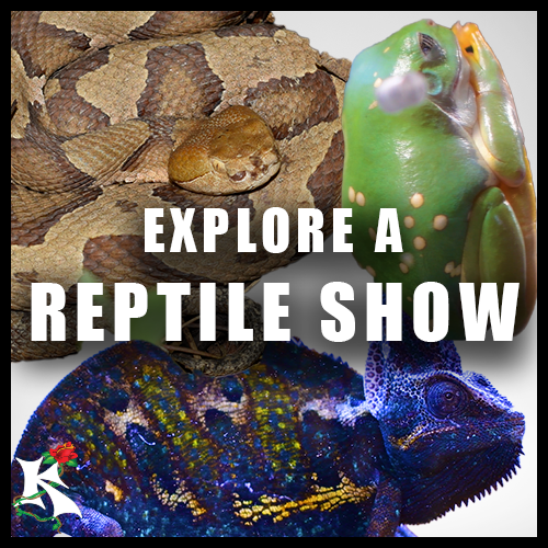 Reptile Expo Koaw Nature.png
