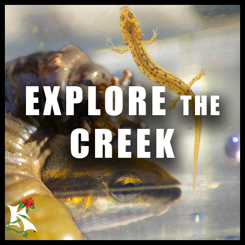 Explore the Creek Koaw Nature.png
