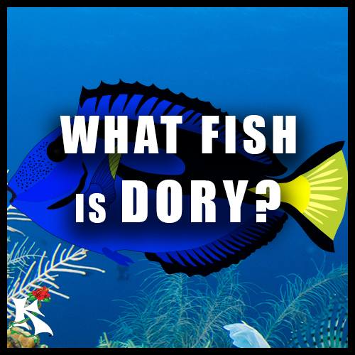 What fish is Dory Koaw Nature.png