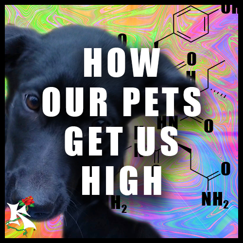 Our Pets get Us High Koaw Nature.png