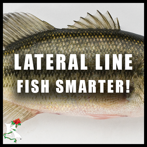 Lateral Line Short Koaw Nature.png