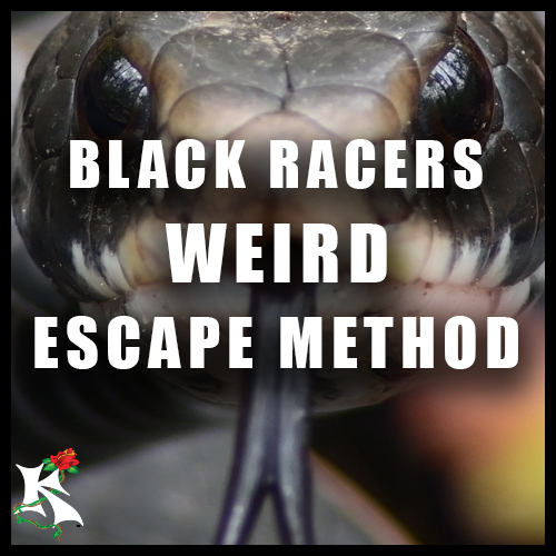 Northern Black Racer Escape Koaw Nature.png