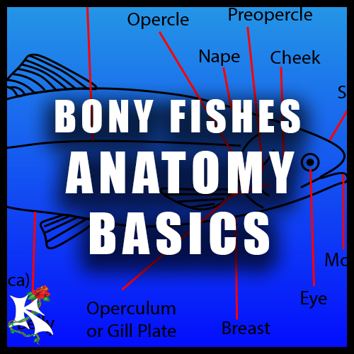 BONY FISHES NEED TO KNOW BASICS Koaw Nature.png