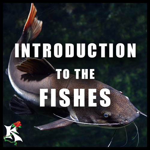 Intro to Fishes Redtail Catfish.png