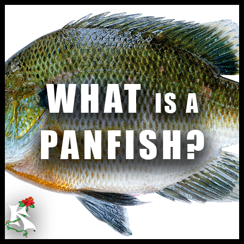 WHAT IS A PANFISH KOAW NATURE.png