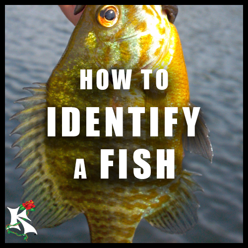 How to ID a Fish.png