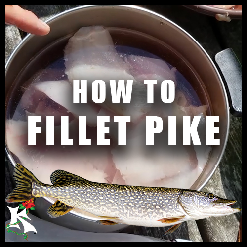 Fileting Pike how to Koaw Nature.png