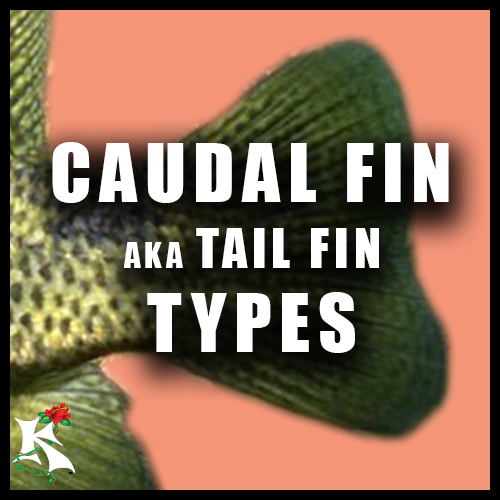 Caudal Fin Types KOAW NATURE.png