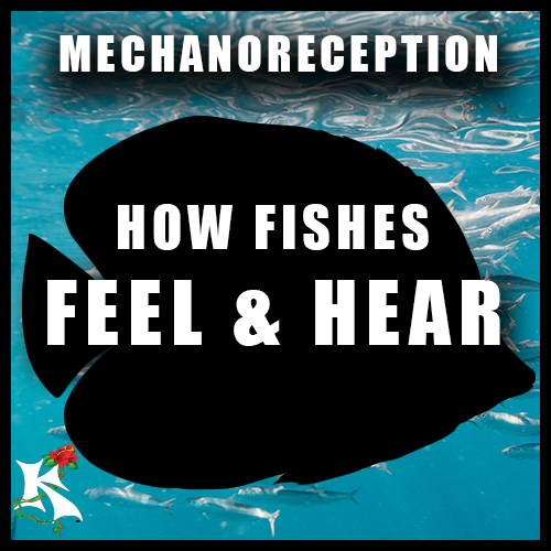 Mechanoreception How Fishes Feel and Hear the World Koaw Nature.png