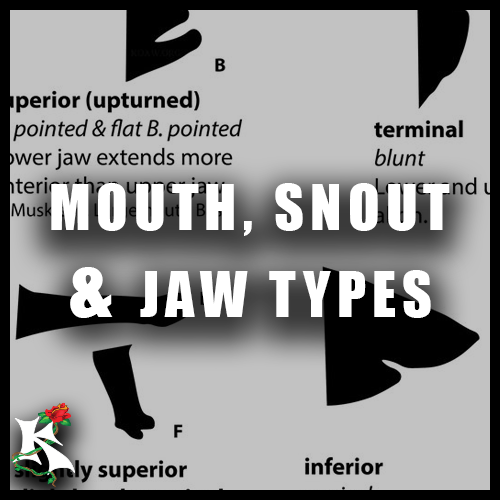 Mouth snout and jaw of fishes Koaw Nature.png