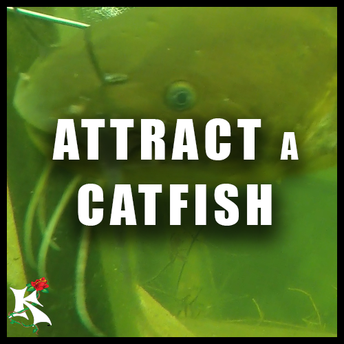 Attract a Catfish Koaw Nature.png