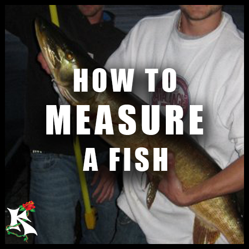 Measuring Fish Koaw Nature.png