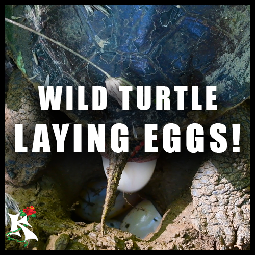 Wild Eastern Painted Turtle Laying Eggs