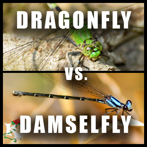 Dragonfly vs. Damselfly