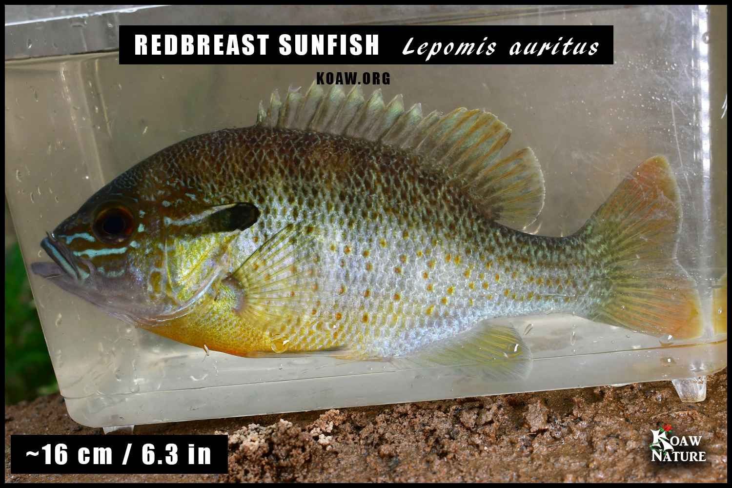 Redbreast 16cm Specimen Koaw Nature.png