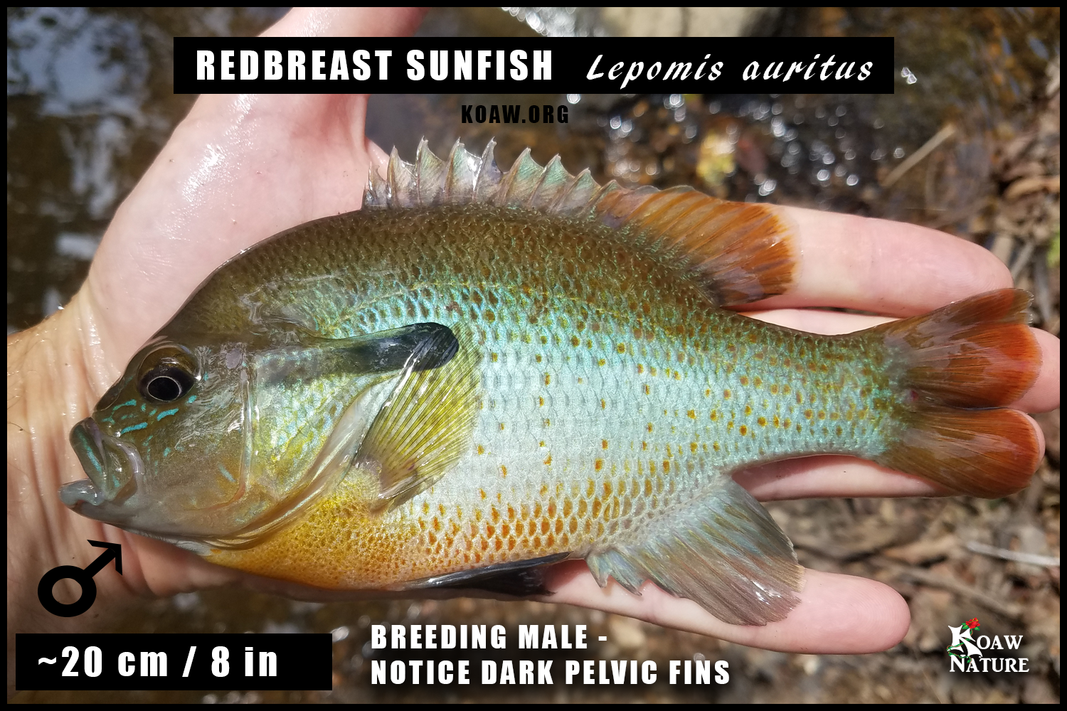 Redbreast 20cm Breeding Male Koaw Nature.png