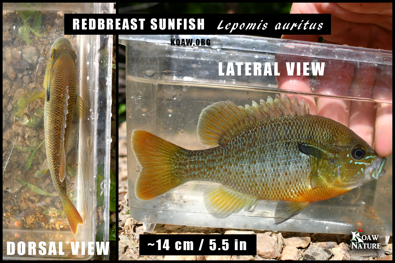 Redbreast sunfish dorsal view and lateral view Koaw Nature.png
