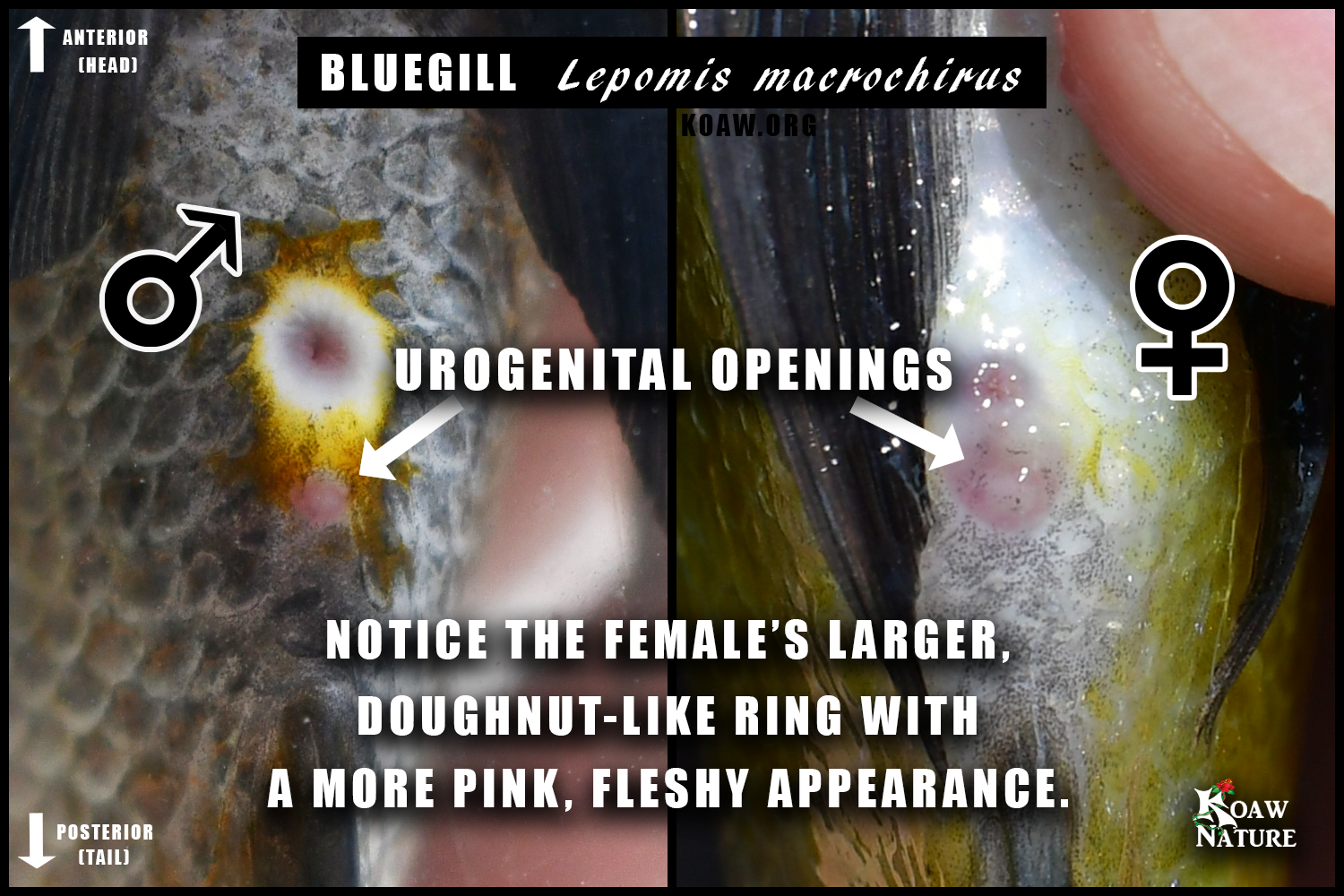 Female vs male bluegill Lepomis macrochirus urogential opening Koaw Nature.png