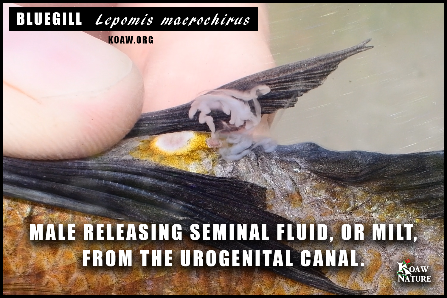 Lepomis macrochirus bluegill sperm milt seminal fluid Koaw Nature.png