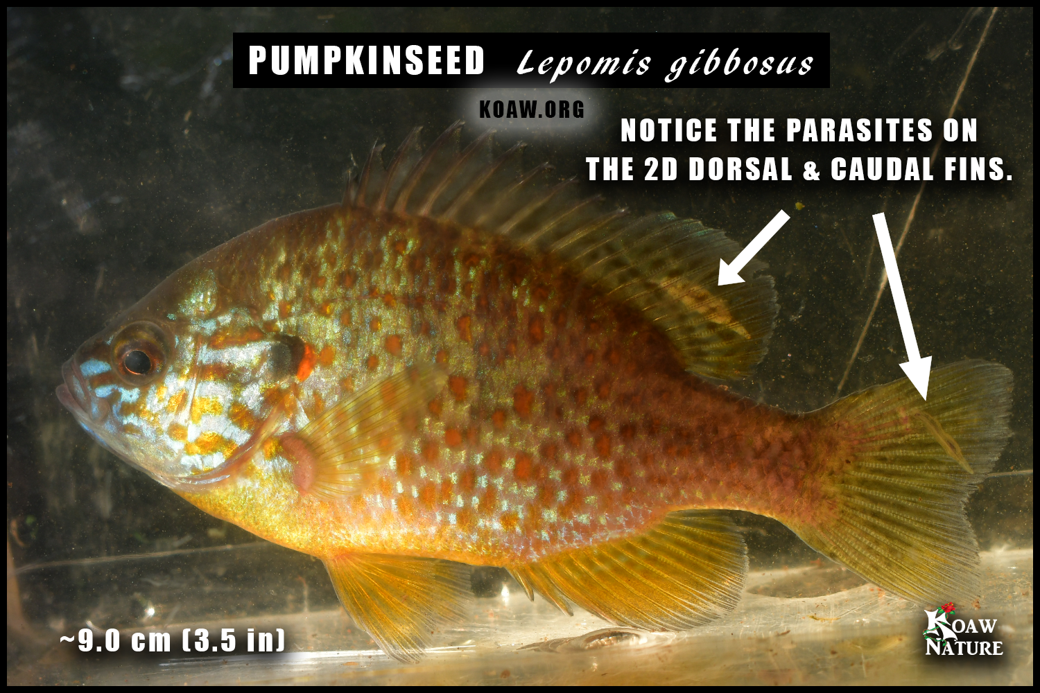Pumpkinseed Lepomis gibbosus with parasites 9cm Koaw Nature.png
