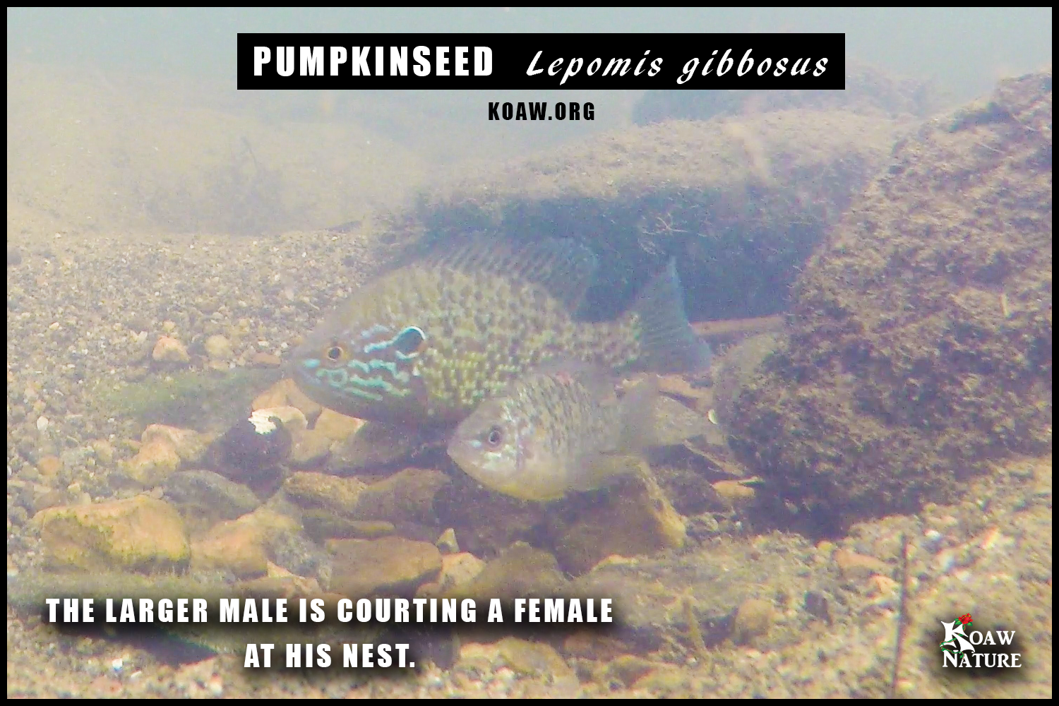 Pumpkinseed courting Koaw Nature.png