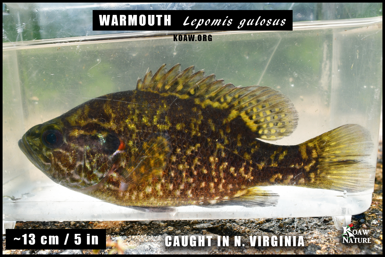 Warmouth Lepomis gulosus Koaw Nature 13cm.png