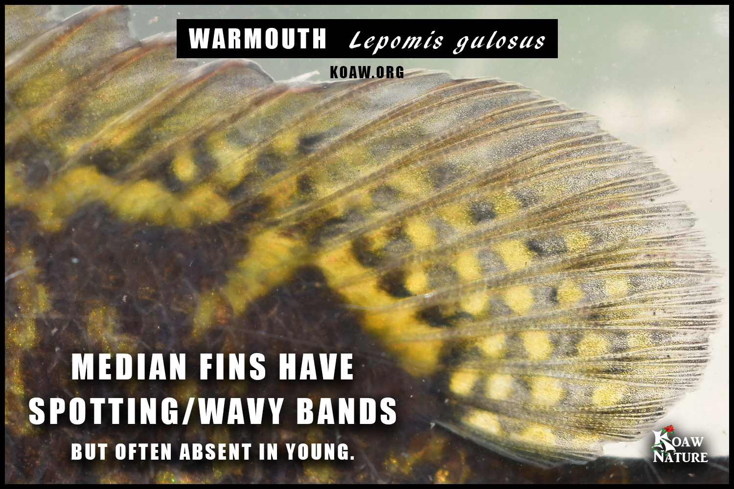 Warmouth wavy bands fins Koaw Nature.png