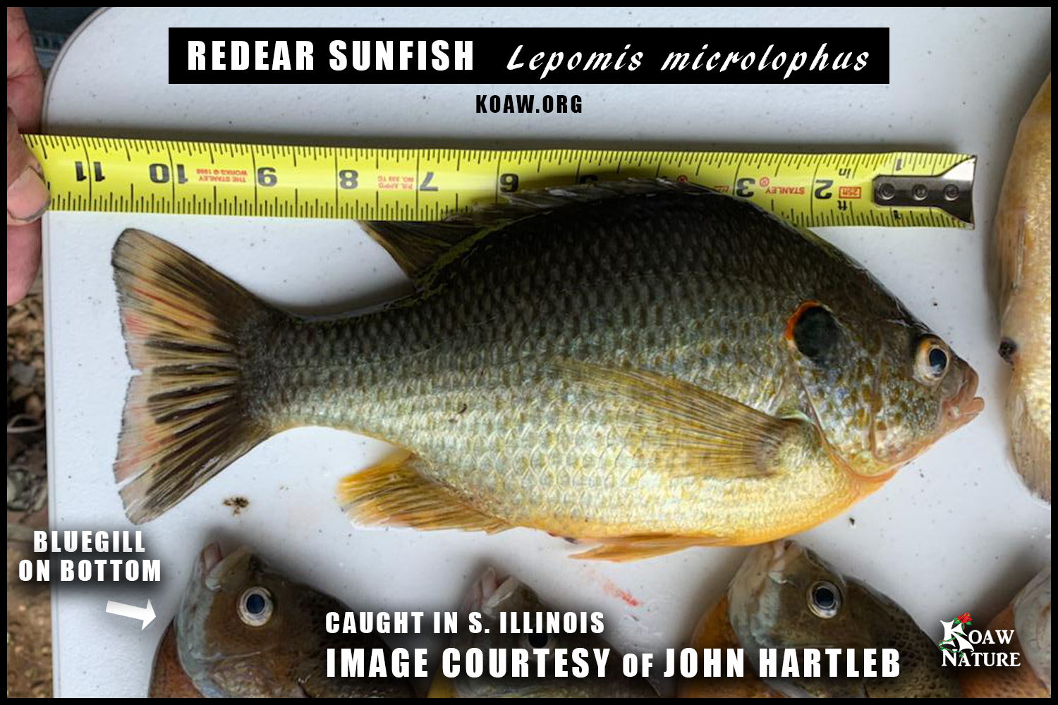 Redear Sunfish Lepomis microlophus Koaw Nature John Hartleb Photo.png