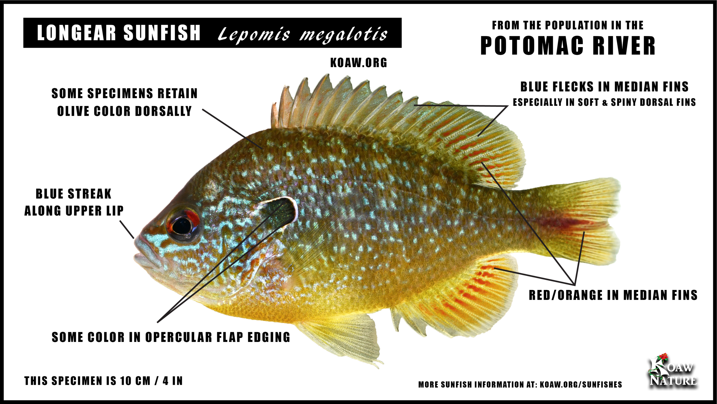 Lepomis meaglotis longear sunfish Potomac River Koaw Nature.png