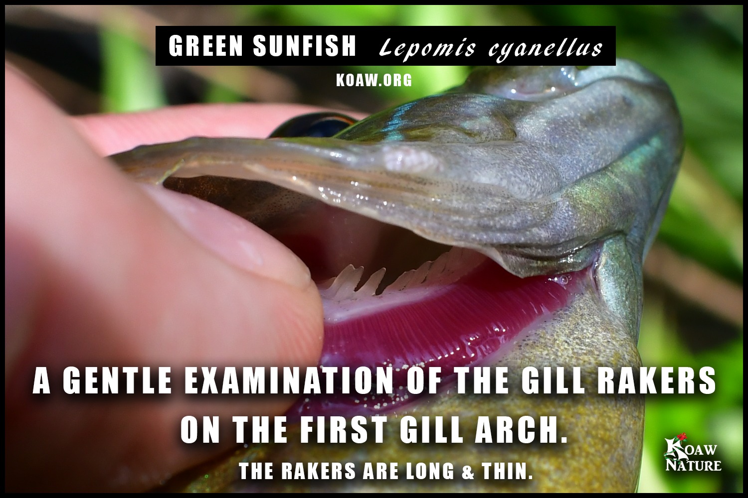 Gill raker examination Green Sunfish Lepomis cyanellus Koaw Nature.png