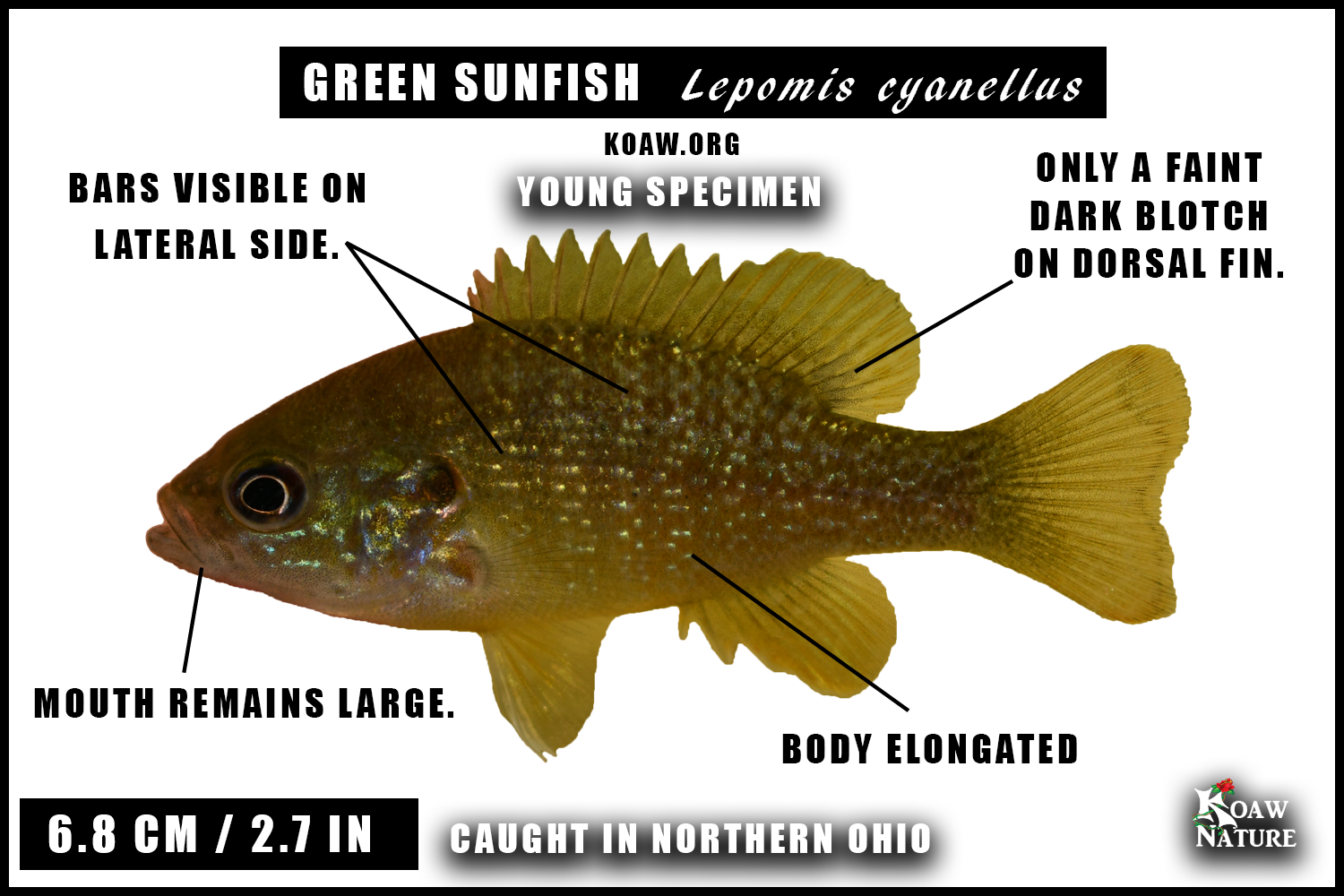 Green sunfish young specimen Ohio Koaw Nature.png