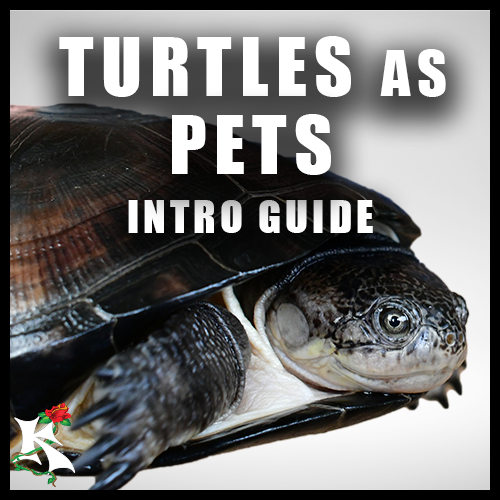 Turtles as Pets: Which are Good and Bad as Pets
