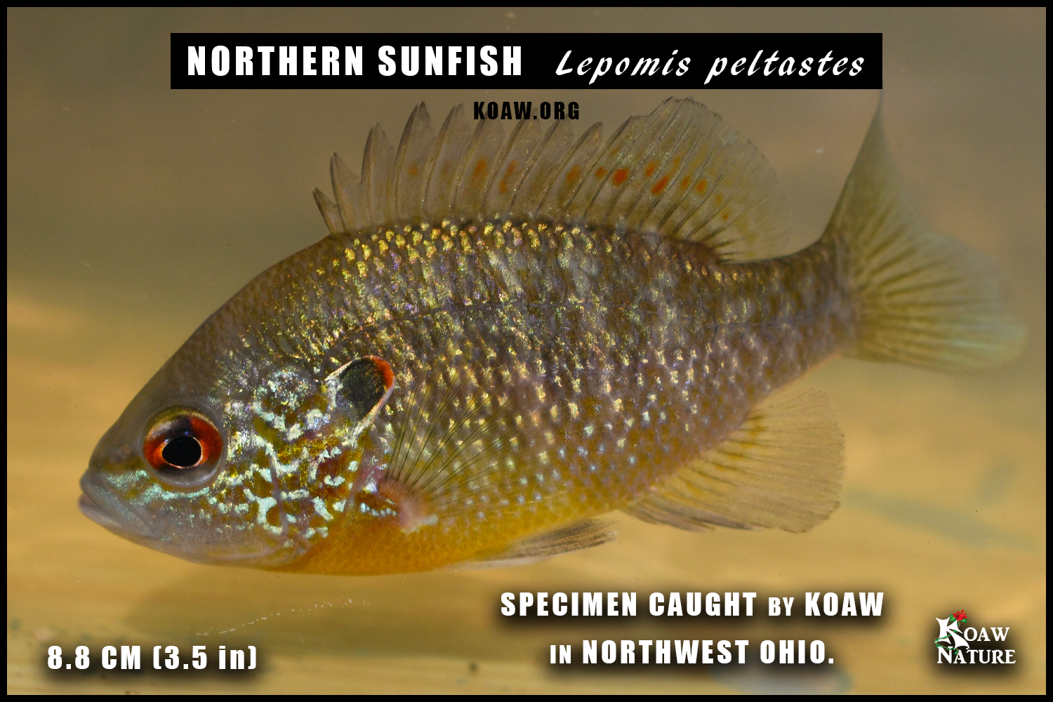 Northern Sunfish 8P8CM NORTHWEST OHIO KOAW NATURE.png