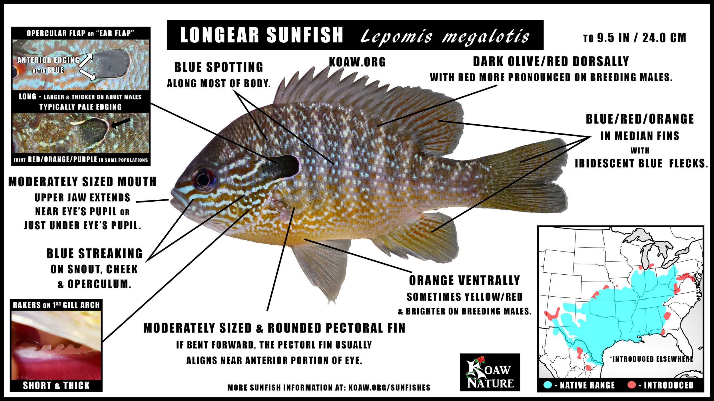 Longear Sunfish (Lepomis megalotis) — Koaw Nature