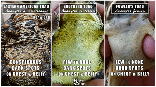 American Southern and Fowlers Toad — Koaw Nature