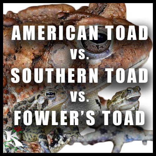 Toad ID Square Koaw Nature.png