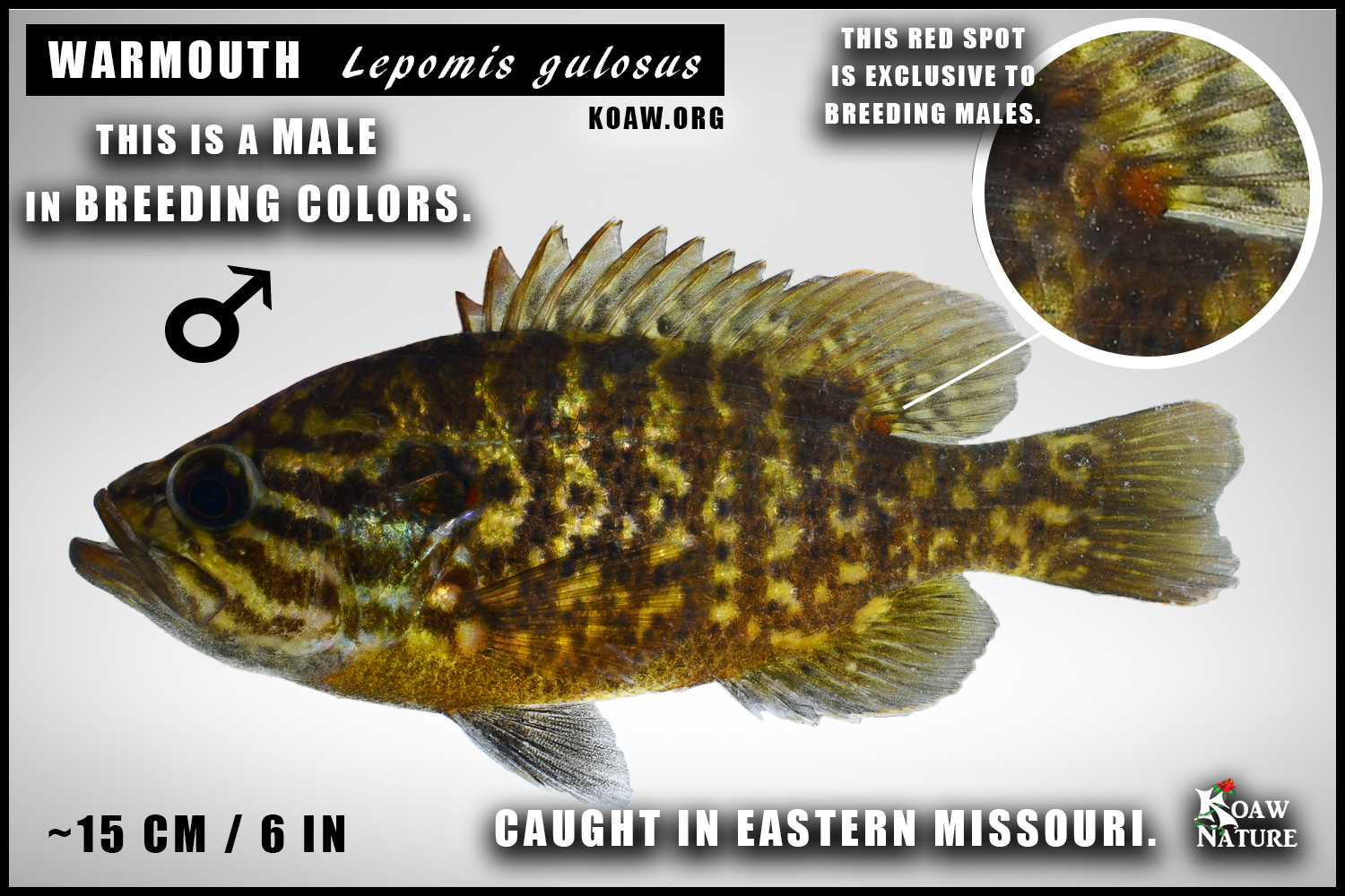 Breeding Male Warmouth Breeding Colors Lepomis gulosus Koaw Nature.png