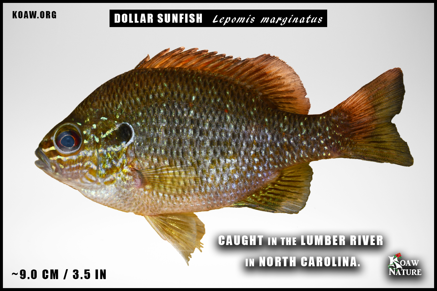 Dollar Sunfish NC Lumber River Koaw Nature.png