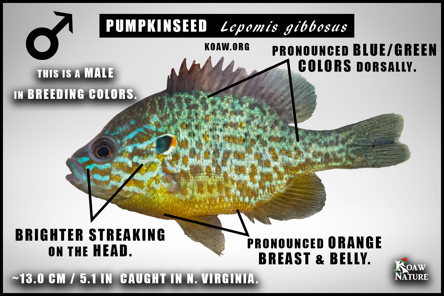 Pumpkinseed Lepomis gibbosus male OUTLINE breeding colors Koaw Nature c2.png