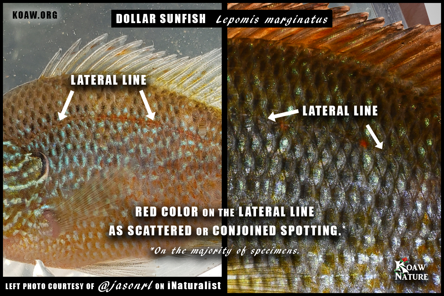 Red on Lateral Line Dollar Sunfish Lepomis marginatus Koaw Nature.png