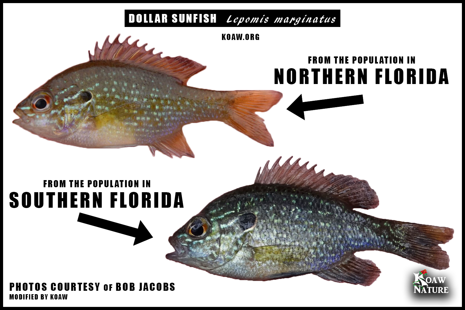 Dollar Florida Specimens UCONN BOB Koaw Nature.png