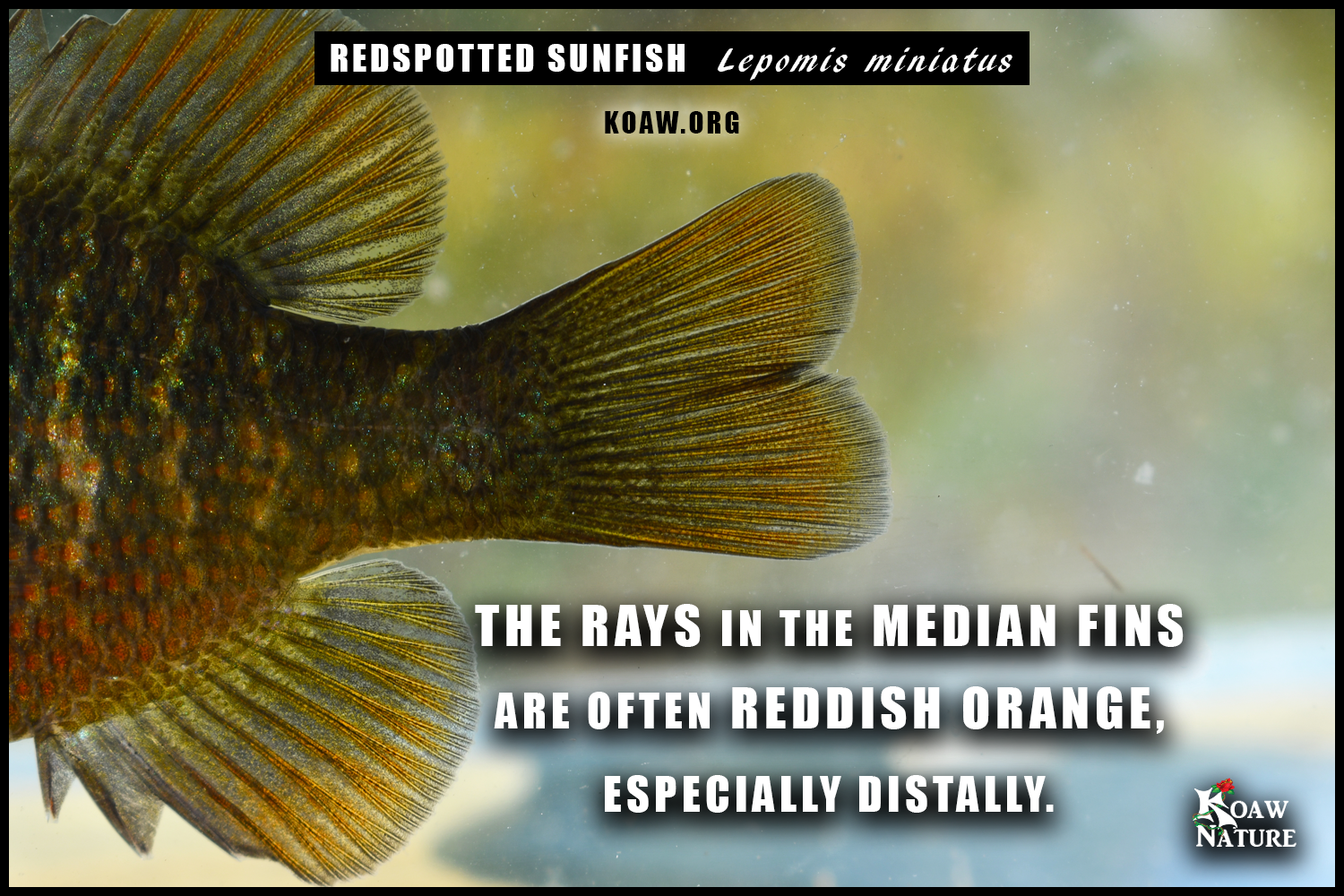 Redspotted Red Rays Lepomis miniatus Koaw Nature.png