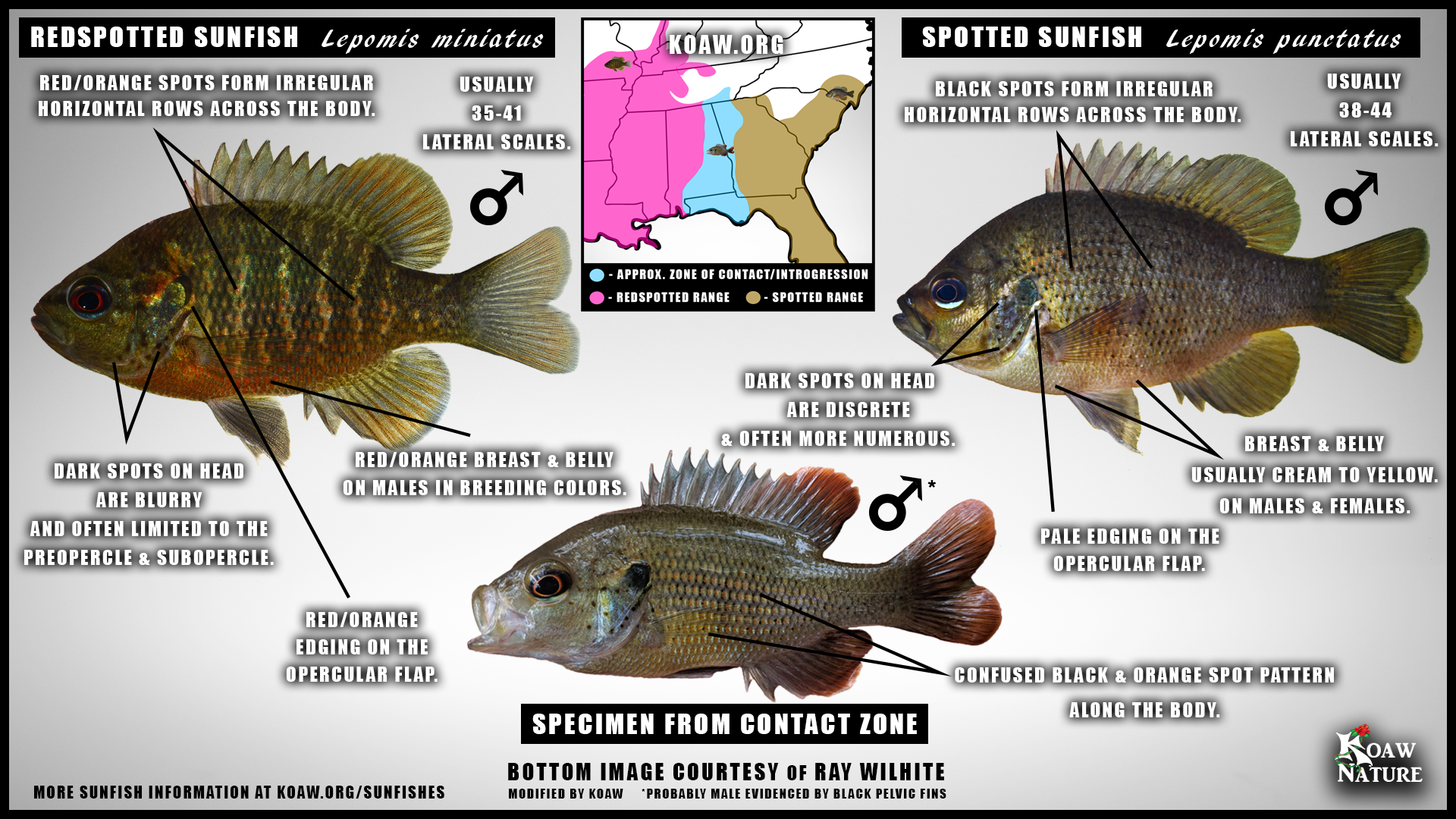 Spotted Sunfish (Lepomis punctatus) — Koaw Nature