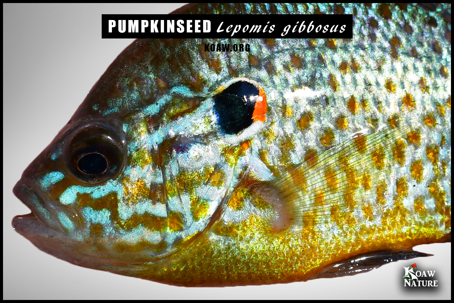 Koaw's Sunfish Identification Guide — Koaw Nature
