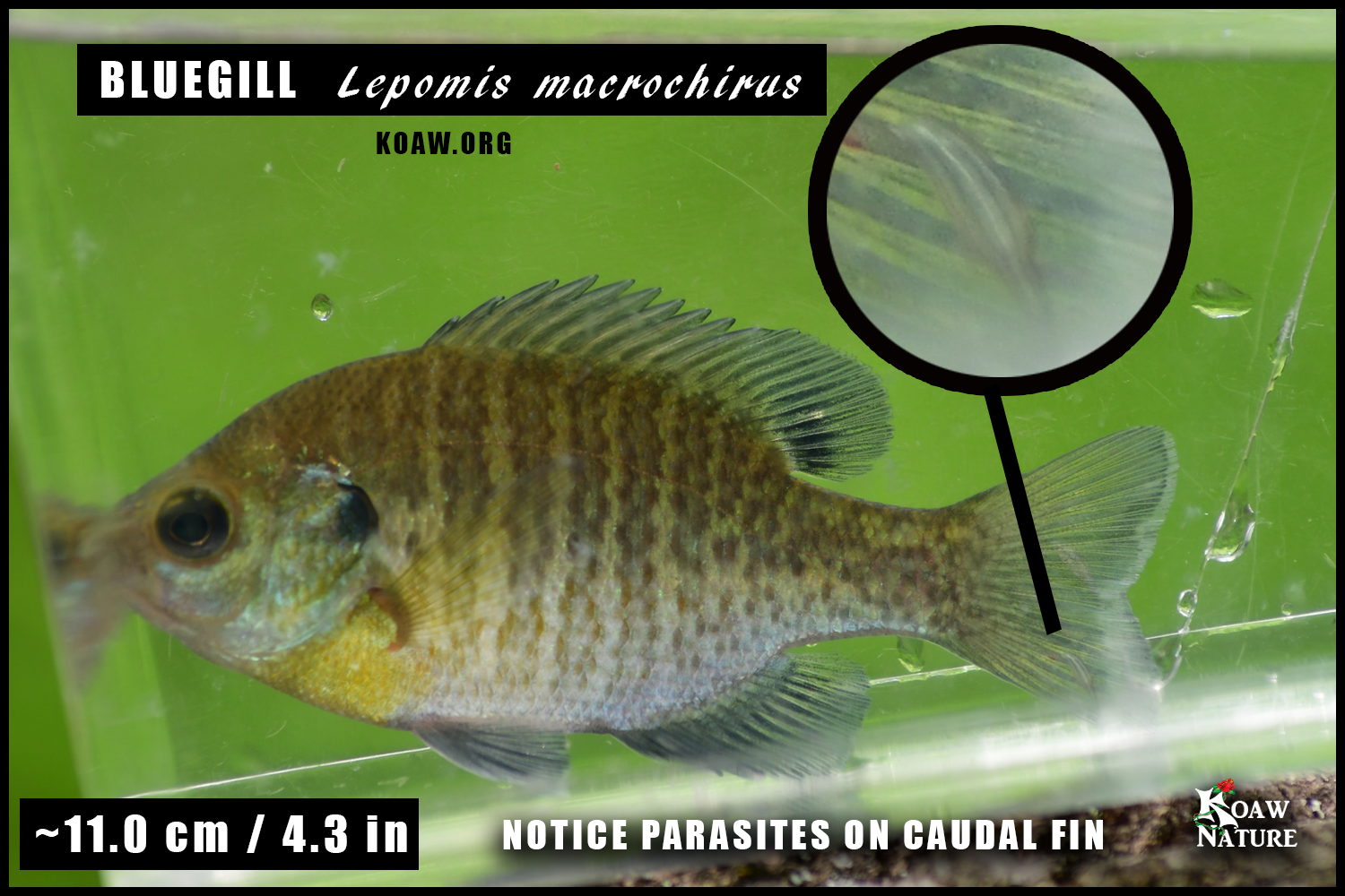 Bluegill 11cm with parasite Koaw2.png
