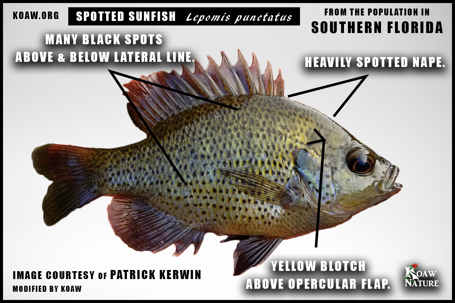 Spotted Sunfish Near Miami Florida Koaw Nature.png