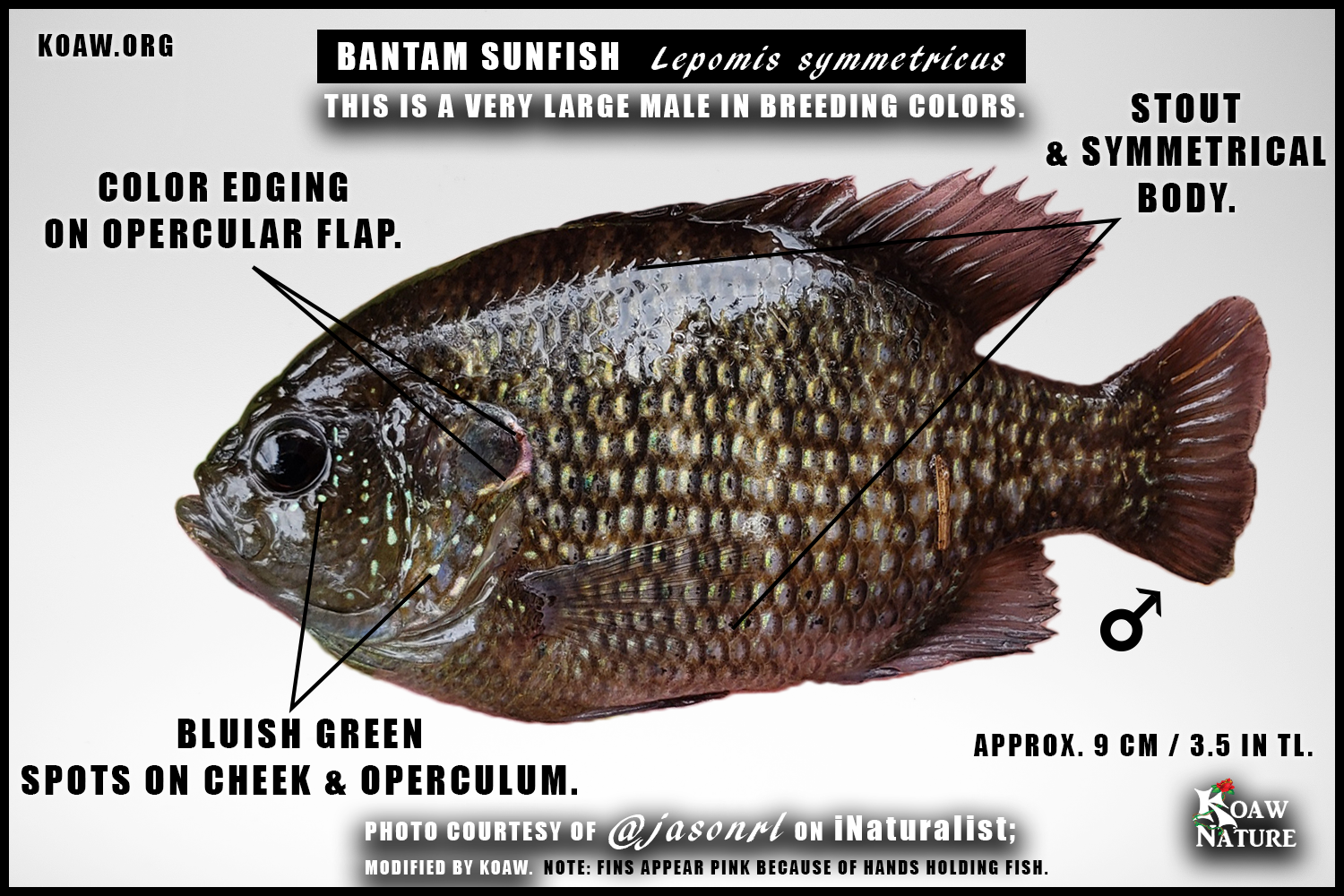 Adult Male Breeding Colors Bantam Sunfish Lepomis symmetricus Koaw Nature.png